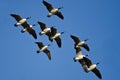 Flock of Canada Geese Flying in a Blue Sky Royalty Free Stock Photo