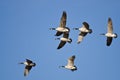 Flock of Canada Geese Flying in a Blue Sky Royalty Free Stock Photo