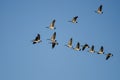 Flock of Canada Geese Flying in a Blue Sky