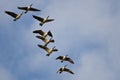 Flock of Canada Geese Flying in a Blue Sky Royalty Free Stock Photo