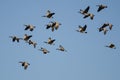 Flock of Canada Geese Flying in a Blue Sky Royalty Free Stock Photo