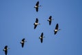 Flock of Canada Geese Flying in a Blue Sky Royalty Free Stock Photo