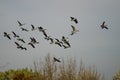 Flock of Canada Geese Flying Over The Autumn Marsh Royalty Free Stock Photo