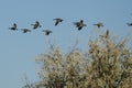 Flock of Canada Geese Flying Low Over the Marsh Royalty Free Stock Photo