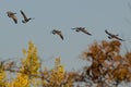 Flock of Canada Geese Flying Over the Wetlands Royalty Free Stock Photo
