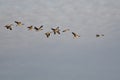 Flock of Canada Geese Flying in the Morning Sky Royalty Free Stock Photo