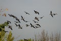 Flock of Canada Geese Flying Over The Autumn Marsh Royalty Free Stock Photo