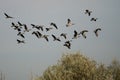 Flock of Canada Geese Flying Over The Autumn Marsh Royalty Free Stock Photo