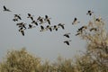 Flock of Canada Geese Flying Over The Autumn Marsh Royalty Free Stock Photo