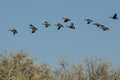 Flock of Canada Geese Flying Over the Marsh Royalty Free Stock Photo