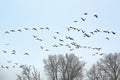 Flock of canada geese flying over misty forest  in the Flemish countryside Royalty Free Stock Photo