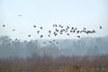Flock of canada geese flying over misty marsh landscape  in the Flemish countryside Royalty Free Stock Photo