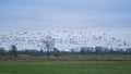 flock of canada geese flying over a misty winter landscape with bare trees in the flemish countryside Royalty Free Stock Photo