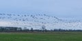 flock of canada geese flying over a misty winter landscape with bare trees in the flemish countryside Royalty Free Stock Photo