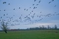 flock of canada geese flying over a misty winter landscape with bare trees in the flemish countryside Royalty Free Stock Photo