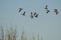 Flock of Canada Geese Flying Over the Wetlands Royalty Free Stock Photo