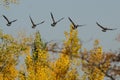 Flock of Canada Geese Flying Over the Wetlands Royalty Free Stock Photo