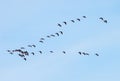 Flock of Canada Geese flying in a V against a blue sky Royalty Free Stock Photo