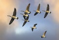 Flock of Canada Geese Flying in V Formation Royalty Free Stock Photo