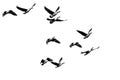 Flock of Canada Geese Flying on a White Background Royalty Free Stock Photo