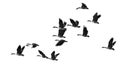 Flock of Canada Geese Flying on a White Background Royalty Free Stock Photo