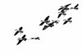 Flock of Canada Geese Flying on a White Background Royalty Free Stock Photo