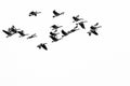 Flock of Canada Geese Flying on a White Background Royalty Free Stock Photo