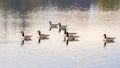 Flock of canada geese on lake in the evening Royalty Free Stock Photo