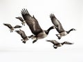 Flock of Canada Geese Made With Generative AI illustration