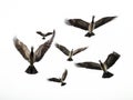 Flock of Canada Geese Made With Generative AI illustration