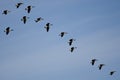 Flock of Canada Geese Preparing to Land