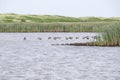 Flock of Canada Geese Resting in a Calm Marsh Royalty Free Stock Photo