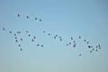 Flock of canada geese in silhouette against a blue sky Royalty Free Stock Photo