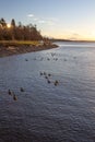 Canada Geese swim toward White Rock during beautiful sunrise.