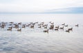 Flock of Canada Geese swimming across lake. Royalty Free Stock Photo