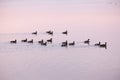 Flock of Canada geese swimming away in the St. Lawrence River during a beautiful spring dawn Royalty Free Stock Photo