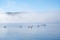 Flock of Canada Geese Swimming in a Lake #5 Royalty Free Stock Photo