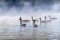 Flock of Canada Geese Swimming in a Lake #6 Royalty Free Stock Photo