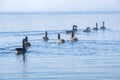 Flock of Canada Geese Swimming in a Lake #7 Royalty Free Stock Photo