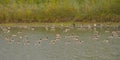 Flock of canada geese swimming in a pond in the flemish countryside Royalty Free Stock Photo