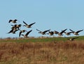 Flock of Canada geese taking off from field Royalty Free Stock Photo