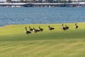 Flock of Canada Geese waddling through grass on lake shore Royalty Free Stock Photo