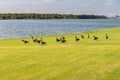 Flock of Canada Geese walking along lake shore on sunny morning Royalty Free Stock Photo