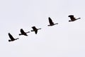 A Flock of Canada Geese