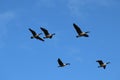 A flock of Canada Goose flying overhead Royalty Free Stock Photo