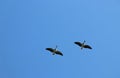 A flock of Canada Goose flying overhead Royalty Free Stock Photo