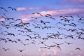 flock of Canada gooses Royalty Free Stock Photo