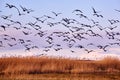 Flock of Canada gooses Royalty Free Stock Photo