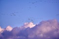 flock of Canada gooses Royalty Free Stock Photo