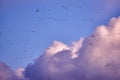 flock of Canada gooses Royalty Free Stock Photo